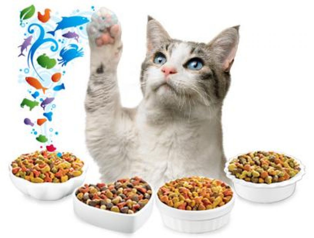 Hrana pisici calitativa o gasesti la PetShop PetMart