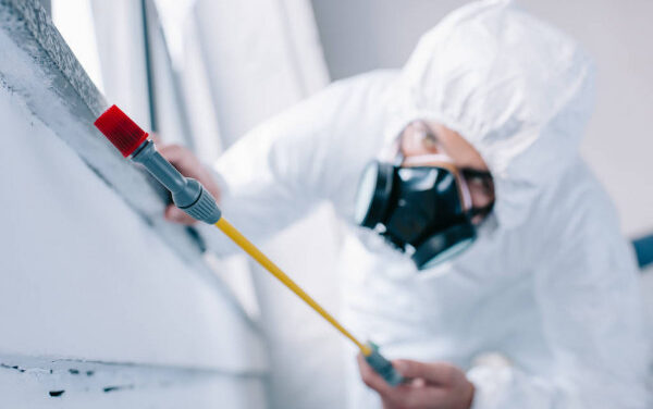 Metode de preventie impotriva insectelor sau rozatoarelor – PestControl-Bucuresti