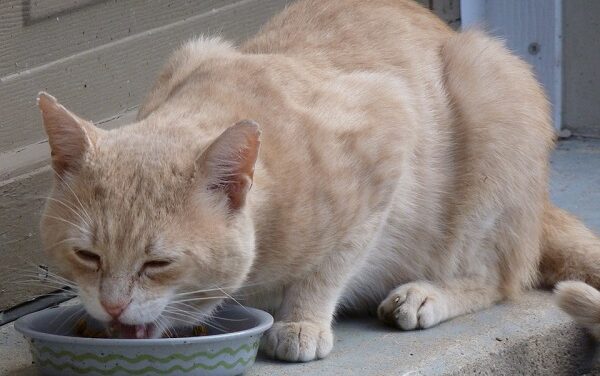 Retete pe care le poti adapta pentru pisica ta